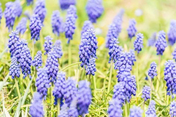 Tufted Grape Hyacinth Purple Flower Field — Stock Image Tufted Grape Hyacinth Purple Flower Field Royalty Free Stock Images