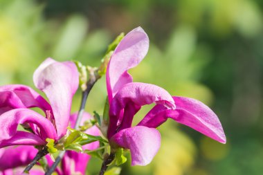 pembe Manolya çiçek çiçek