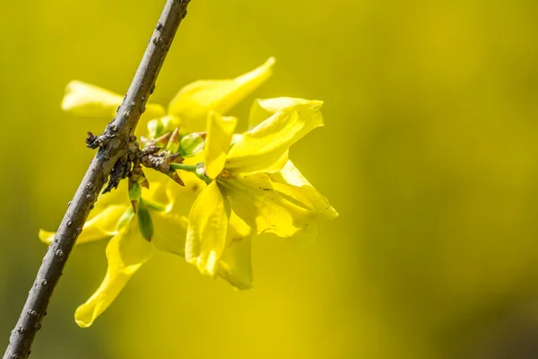 Цветок жёлтого дерева — стоковое фото