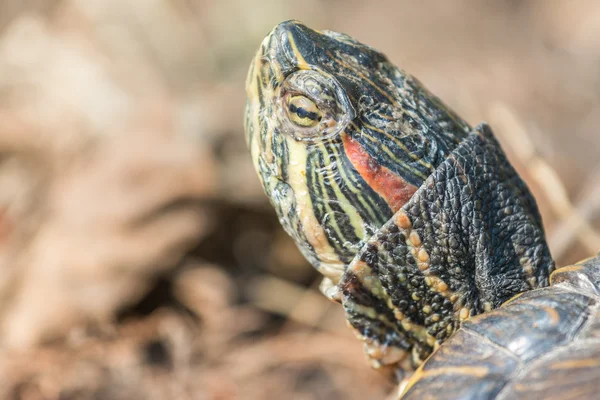 Gemeenschappelijke vijver schildpad portret — Stockfoto