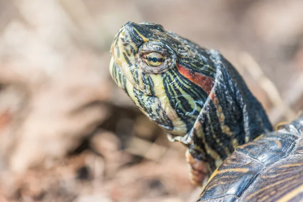 Portrait de tortue d'étang commune — Photo