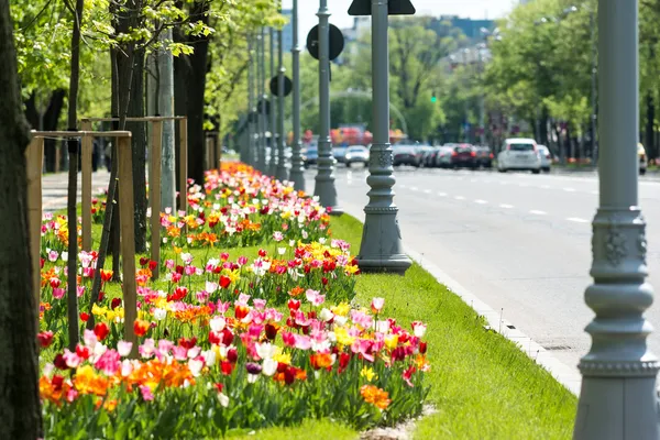 Tulipanes coloridos en el tráfico urbano — Foto de Stock