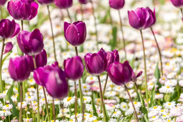 Paarse tulpen veld — Stockfoto