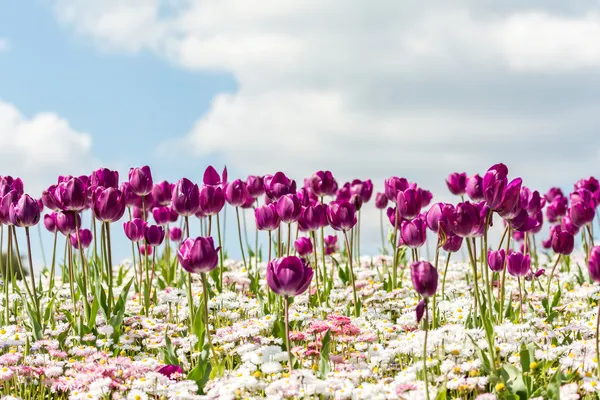 Pole tulipánů v jarní — Stock fotografie