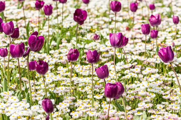 Champ de tulipes violettes — Photo