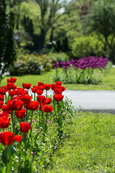 Kırmızı lale Park — Stok fotoğraf