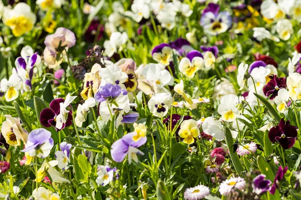 Pelargonium Field — Stock Photo, Image