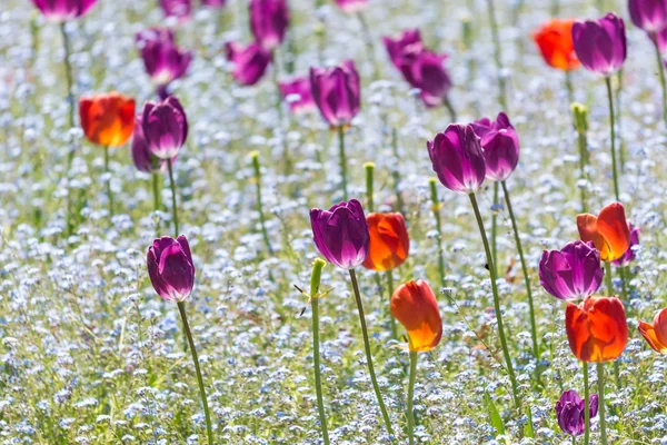 Tulipes rouges et violettes — Photo