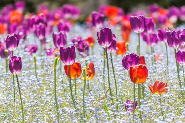 Punainen ja violetti tulppaanit — kuvapankkivalokuva