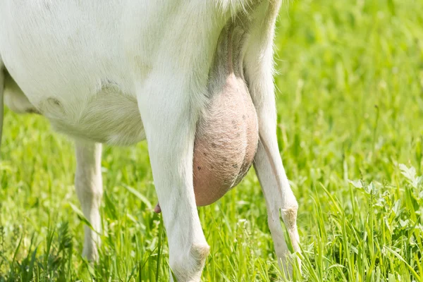 Sacchetto di latte di capra — Foto Stock