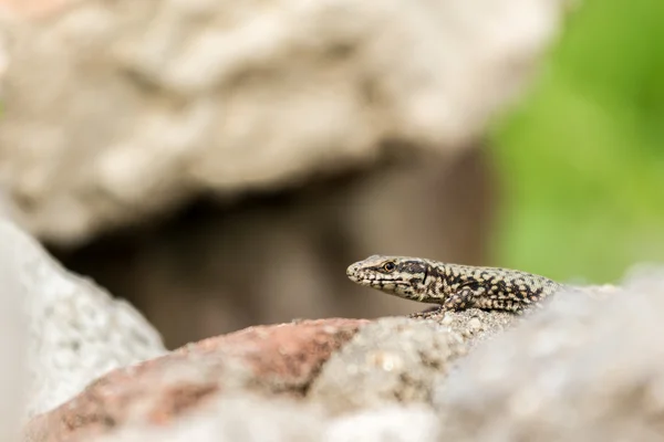 Скальная ящерица — стоковое фото