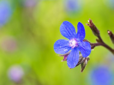 Mavi İtalyan bugloss