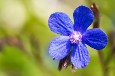 Mavi İtalyan bugloss