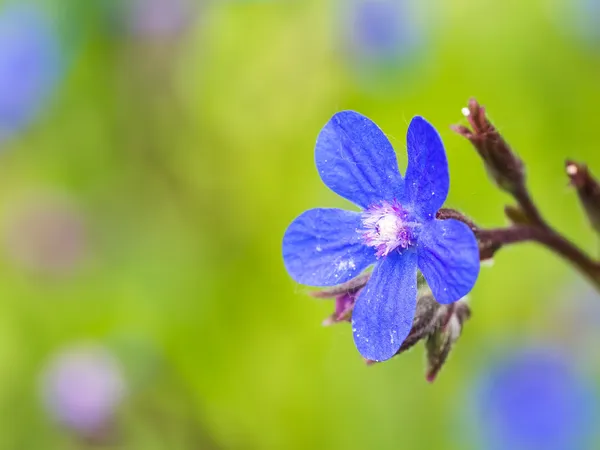 Bugloss italiano azul — Fotografia de Stock