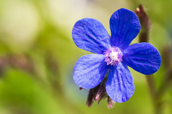 Blue Italian Bugloss