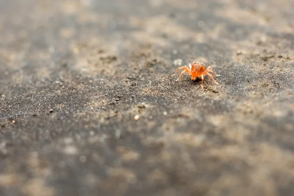 빨간 아기 거미 — 스톡 사진