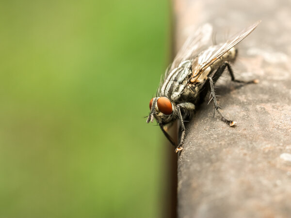 House Fly Close Up