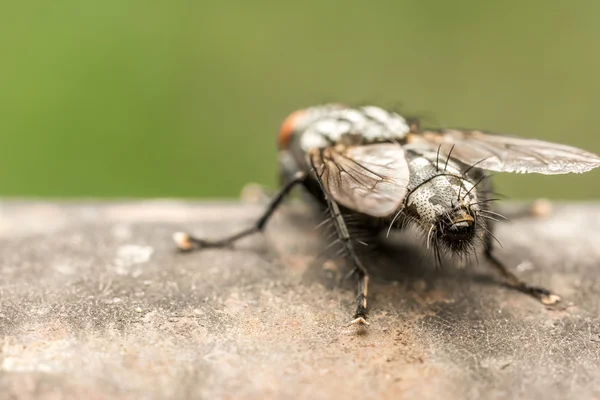 Οικιακή μύγα — Φωτογραφία Αρχείου
