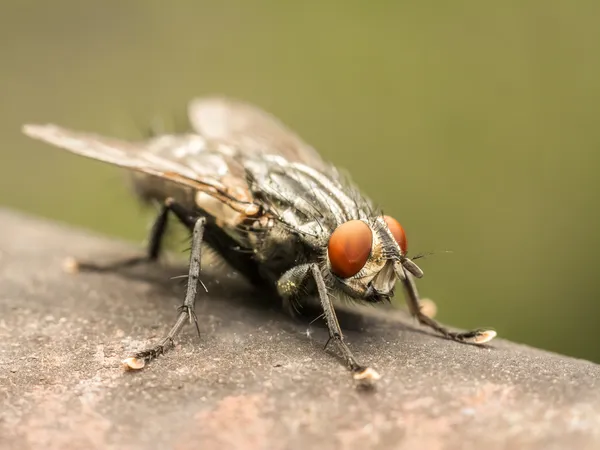 Den vanliga husfluga — Stockfoto