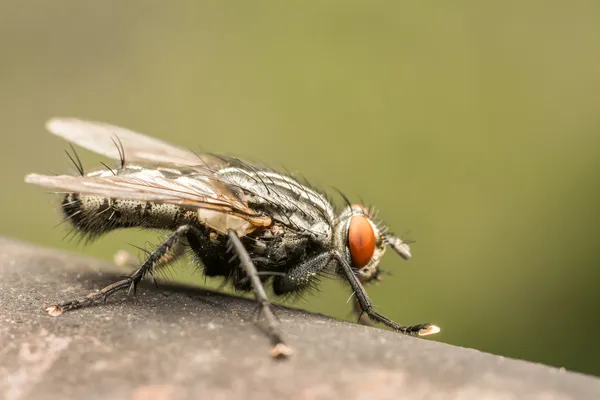 A mosca doméstica comum — Fotografia de Stock