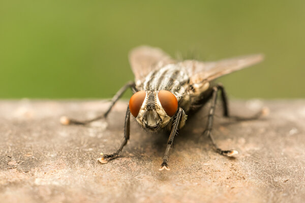 The Common Housefly
