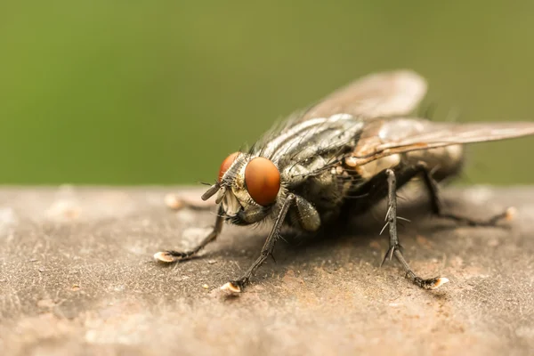 Den vanliga husfluga — Stockfoto