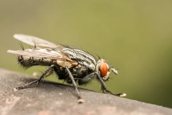 The Common Housefly Royalty Free Stock Images