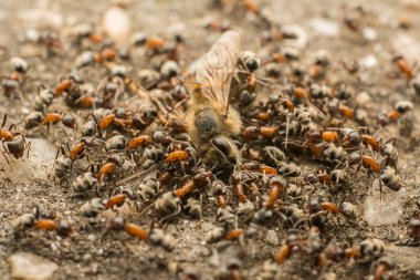 Karıncalar yemek ölü arı sürüsü
