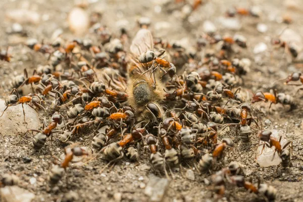 Mravenci rojí jíst mrtvé včely — Stock fotografie