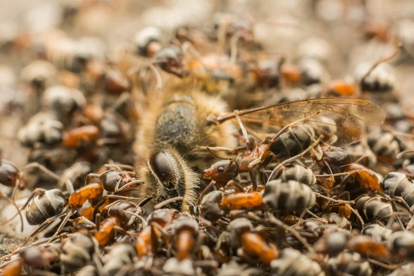 Abelha morta comendo enxame de formigas — Fotografia de Stock