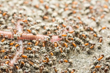 solucan makro yeme karınca sürüsü yakın çekim