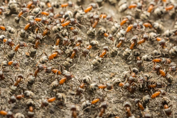 Colonia de hormigas — Foto de Stock