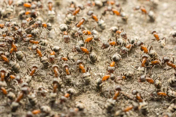 Colonia de hormigas — Foto de Stock