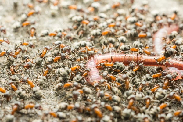 Essaim de fourmis mangeant vers de terre — Photo