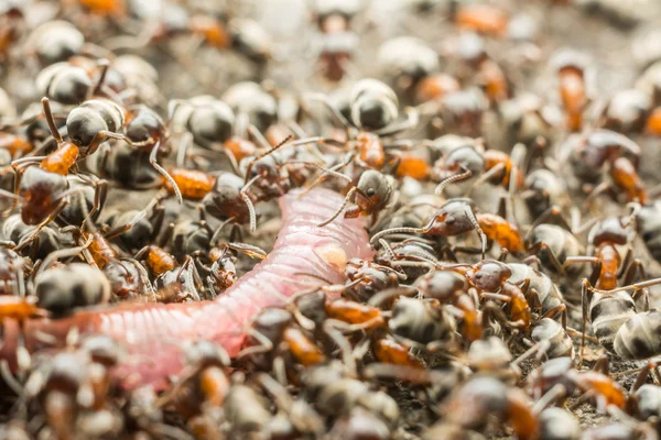 Enjambre de hormigas comiendo lombriz de tierra — Foto de Stock