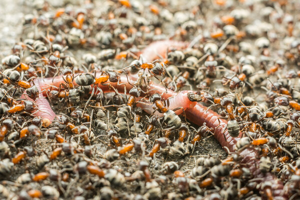 Рой муравьев, пожирающих земляного червя
