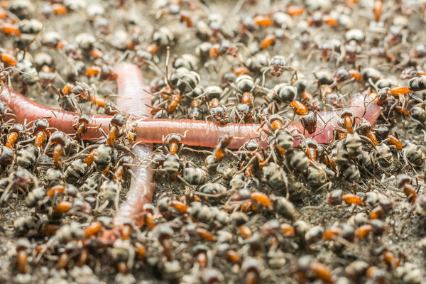Рой муравьёв, поедающих земляного червя
