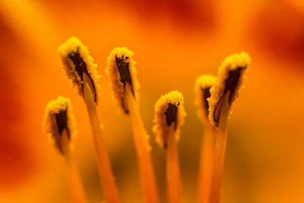 Orange Lilium Pistil Nectar — Fotografie, imagine de stoc