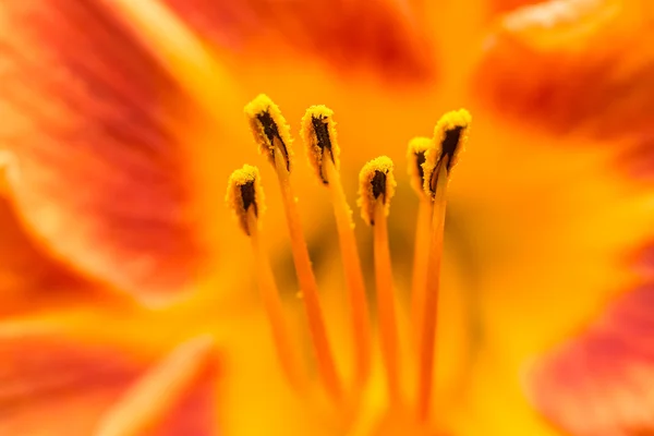 Orange Lilium Pistil Nectar — Fotografie, imagine de stoc