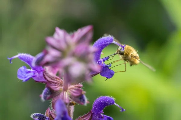 Large Bee-Fly (Bombylius Major) — Stock Photo, Image