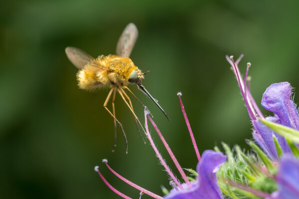 Large Bee-Fly (Bombylius Major)
