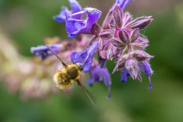 Large Bee-Fly (Bombylius Major) — Stock Photo, Image