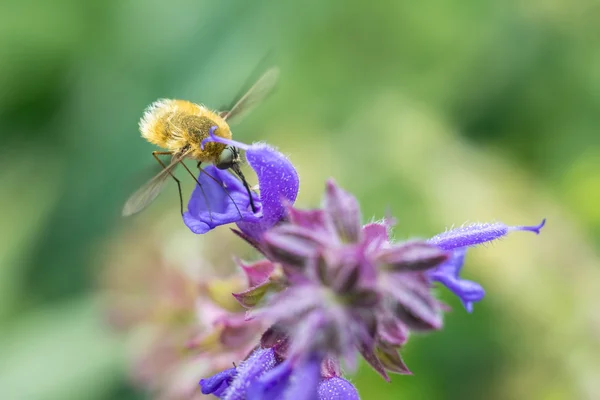 Large Bee-Fly (Bombylius Major) — Stock Photo, Image