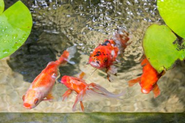 Goldfish doğal gölet