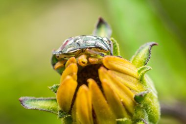 sarı çiçek böcek kalkan