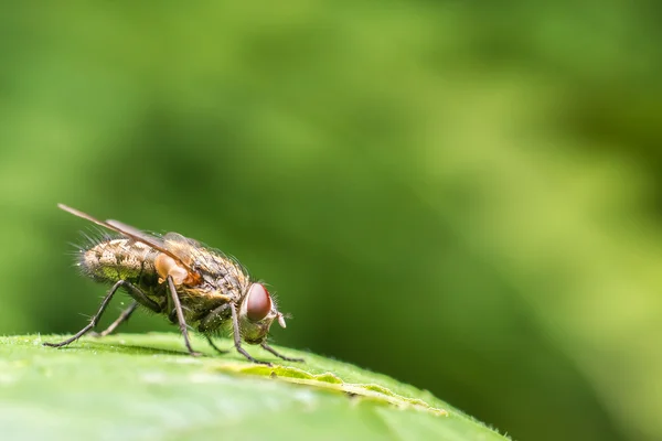 Vanliga Husfluga Side Närbild — Stockfoto