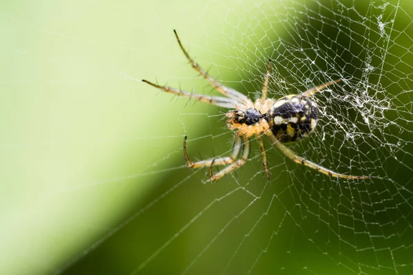 Spider On Web — Stock Photo, Image