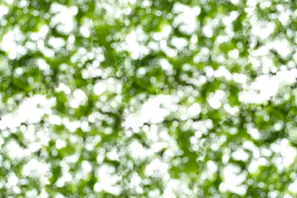 Обои фона - боке в листьях деревьев. Зеленый и белый Лицензионные Стоковые Фото