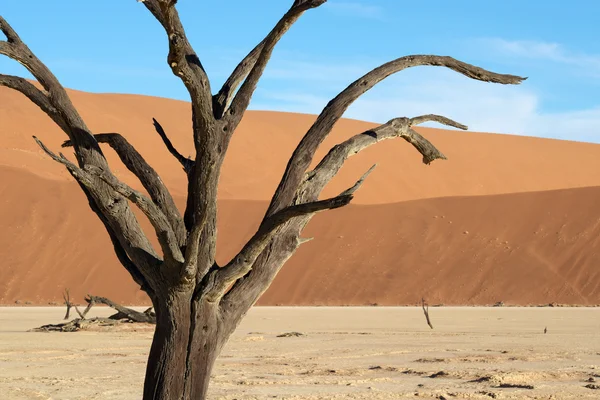 Sossusvlei — Stok fotoğraf