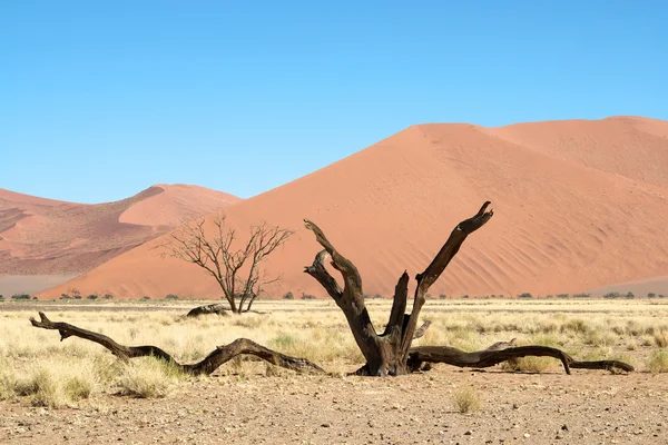 Árvore da morte no deserto — Fotografia de Stock